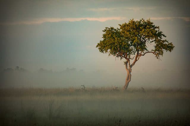 <p>Crookes&Jackson</p> Morning mist over the Okavango.