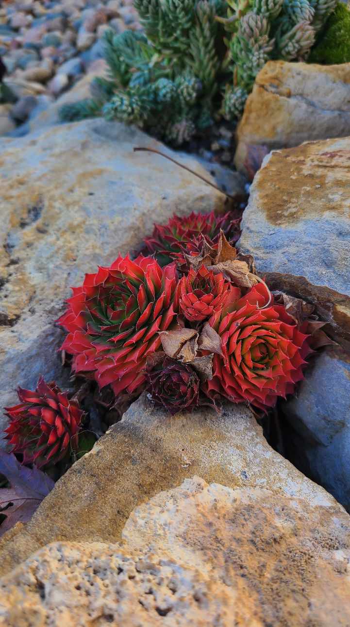 red flowers on rocks