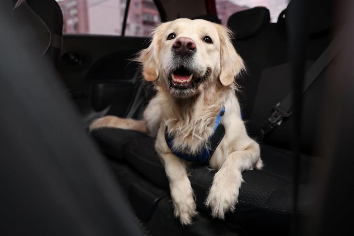 Cute labrador retriever in car. Adorable pet