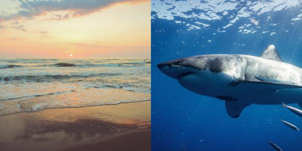 Encuentran gran tiburón blanco muerto en playa de San Diego