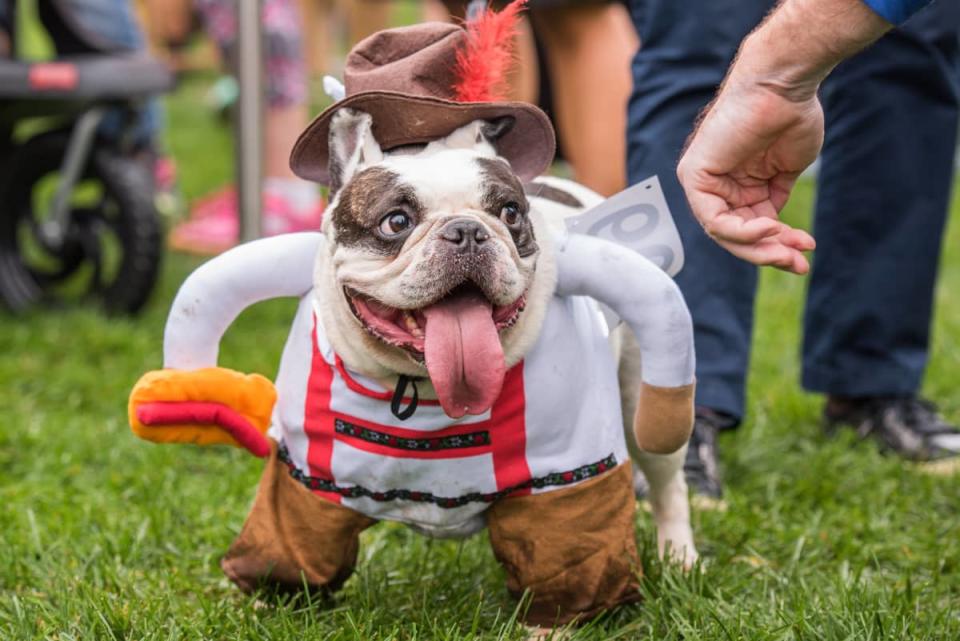 Pup Costumes at Halloween Dog Parade in NYC Are Totally Award-Worthy