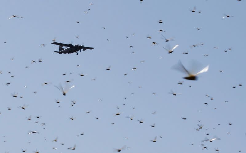 FILE PHOTO: A plane conducting the aerial spraying of pesticides, flies over a swarm of desert locusts in Lemasulani village, Samburu County