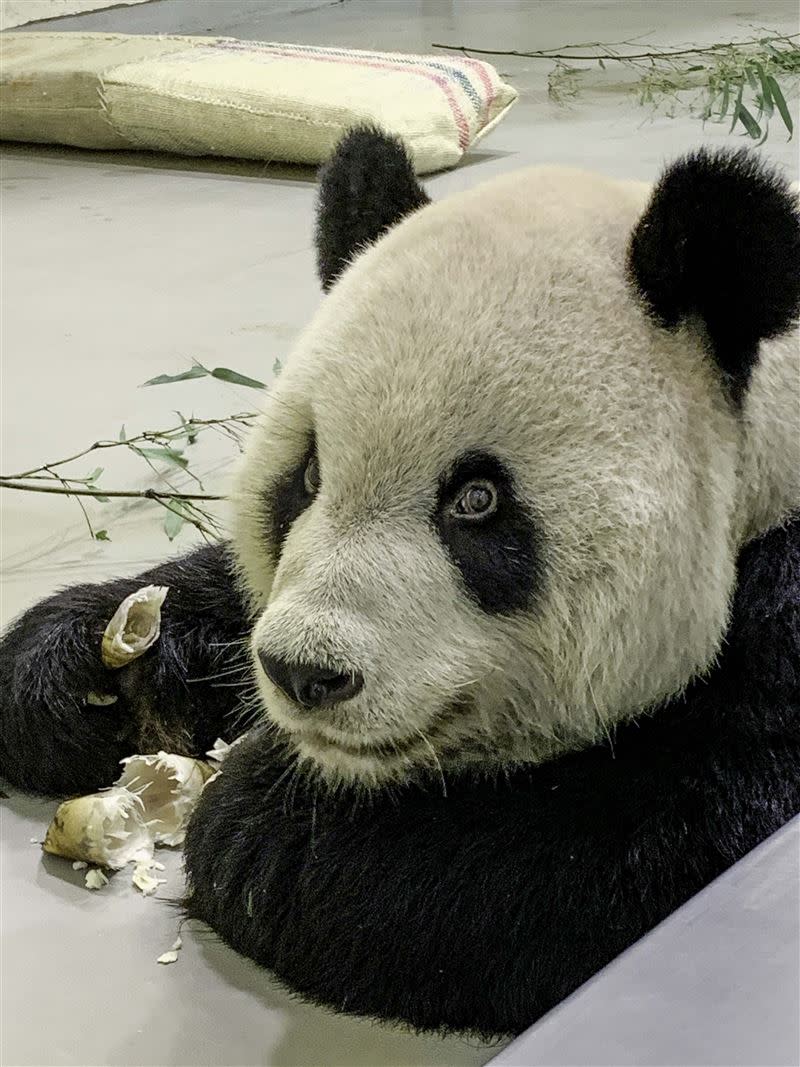 大貓熊「團團」19日下午1點48分心跳停止。（圖／台北市立動物園 提供）