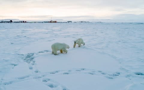 There have been increasing reports of polar bears approaching villages in Russia's Arctic in recent years - Credit: AFP