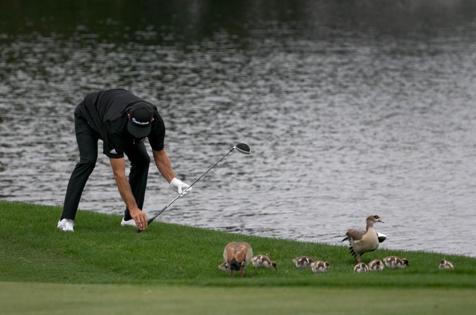 Dustin Johnson takes a drop after hitting his second shot on the 6th hole into the water during the second round of the 2015 Honda Classic, the last time he played in that tournament.  Johnson missed the cut after going 12-over par the first two rounds and has not played since. (Allen Eyestone / The Palm Beach Post)
