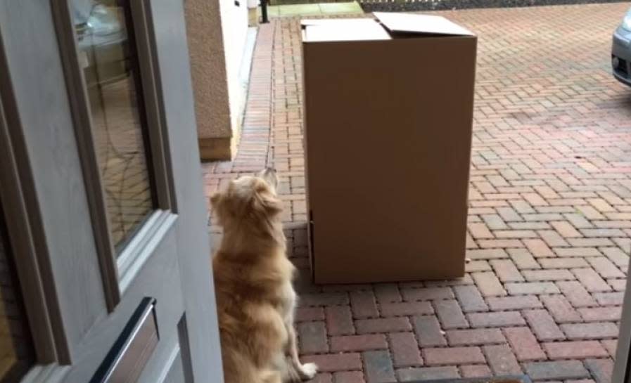 ▲家門口有個大箱子，讓狗狗超好奇。（圖／翻攝自影片）
