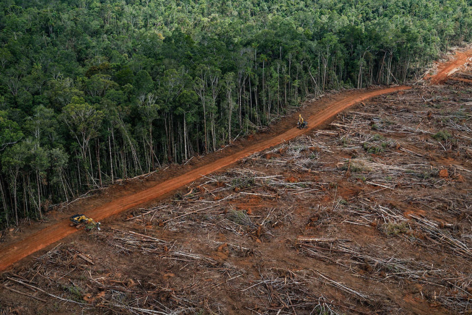 A forest clearance and plantation development for palm oil in PT Megakarya Jaya Raya in Papua (Picture: PA)