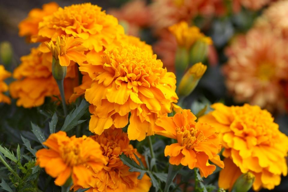 Orange marigold flowers