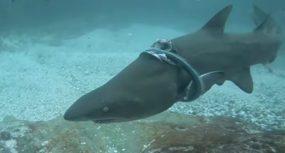 The grey nurse shark has a frisbee around its body with the deep wound visible on top of its head in waters near Seal Rocks in NSW.