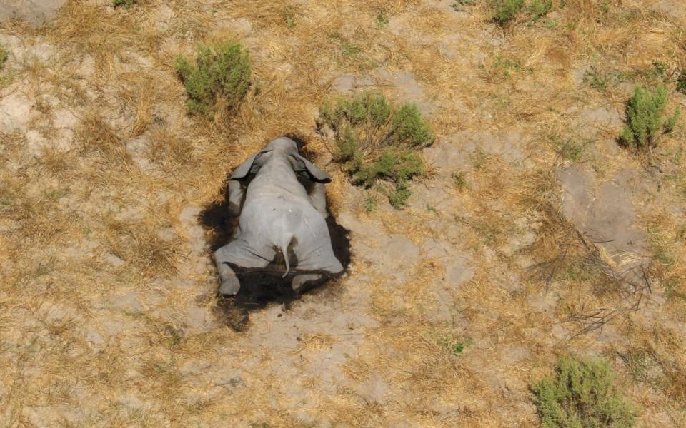 Some of the elephants have died so quickly they fell onto their front as if they had been shot in the head by hunters. - The Telegraph