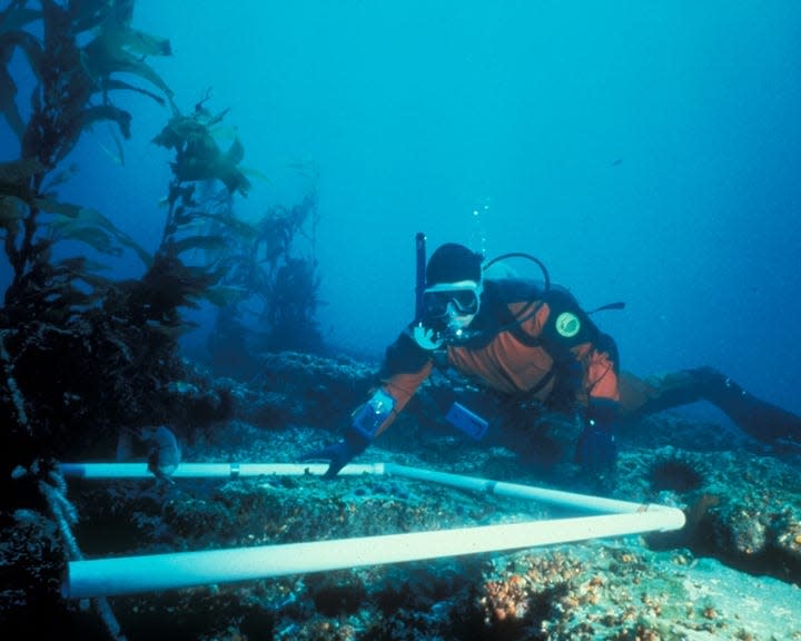 Marine biologists with the National Park service monitor Channel Islands' kelp forest, which the park notes is "one of the most diverse ecosystems in the world."