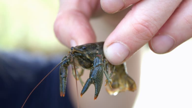 Why you may not want to eat Calgary's invasive crayfish