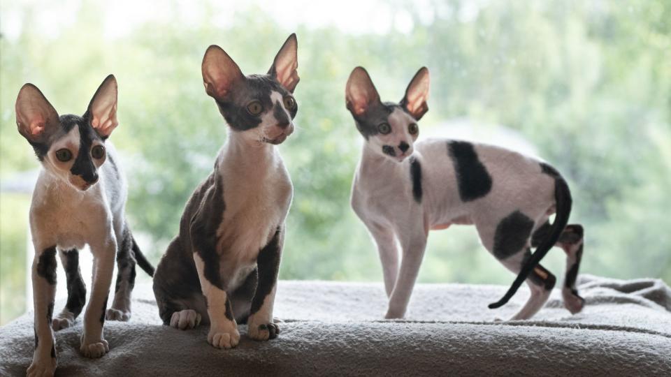 Bat-shaped ears and curly hair, here are some interesting facts about Cornish rex cats.