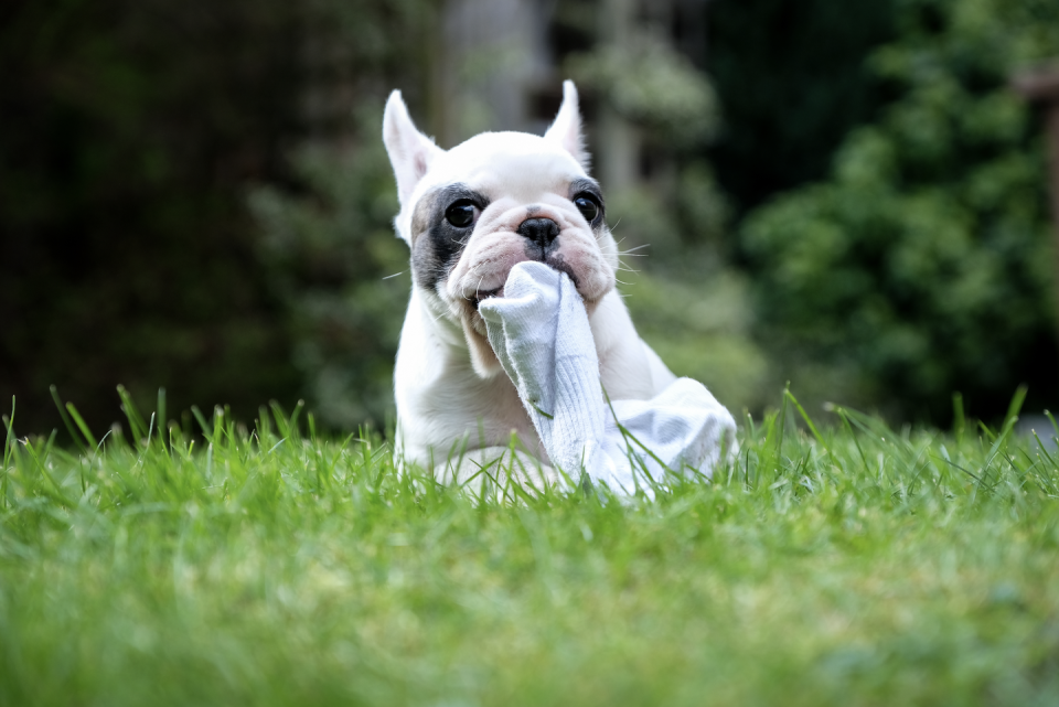 Mammal, Dog, Vertebrate, Canidae, Grass, Dog breed, French bulldog, Green, Companion dog, Toy bulldog, 