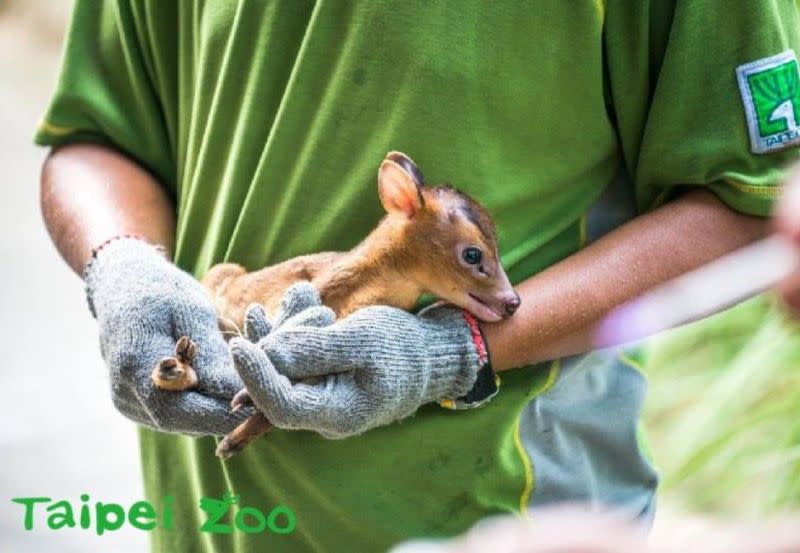 ▲山羌。（圖／取自Taipei Zoo臺北市立動物園）