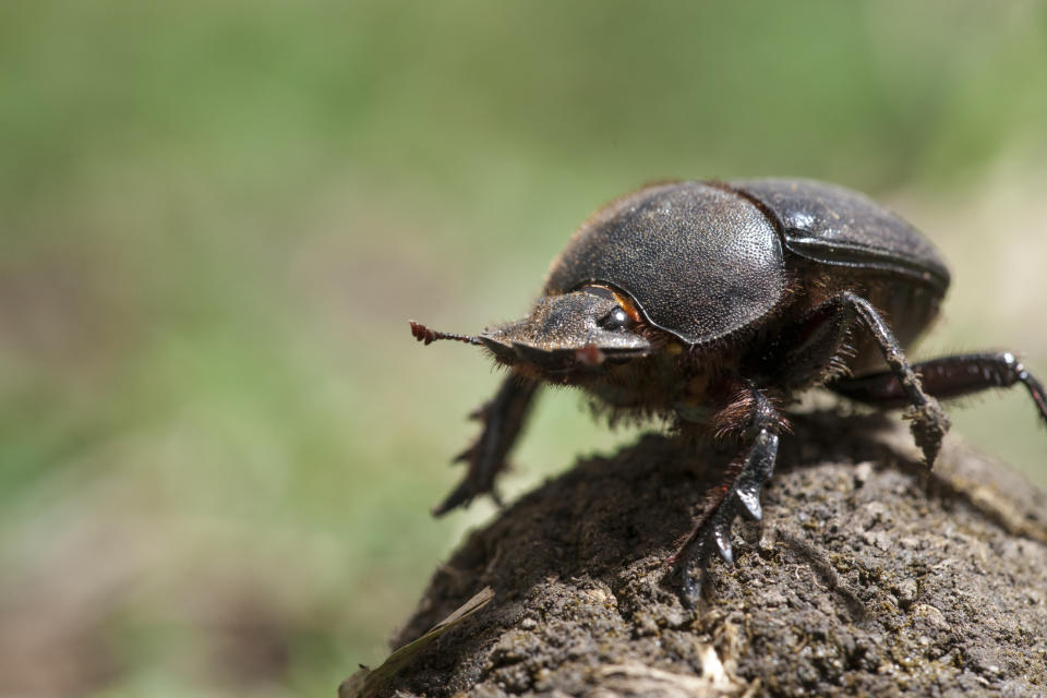 closeup of a beetle