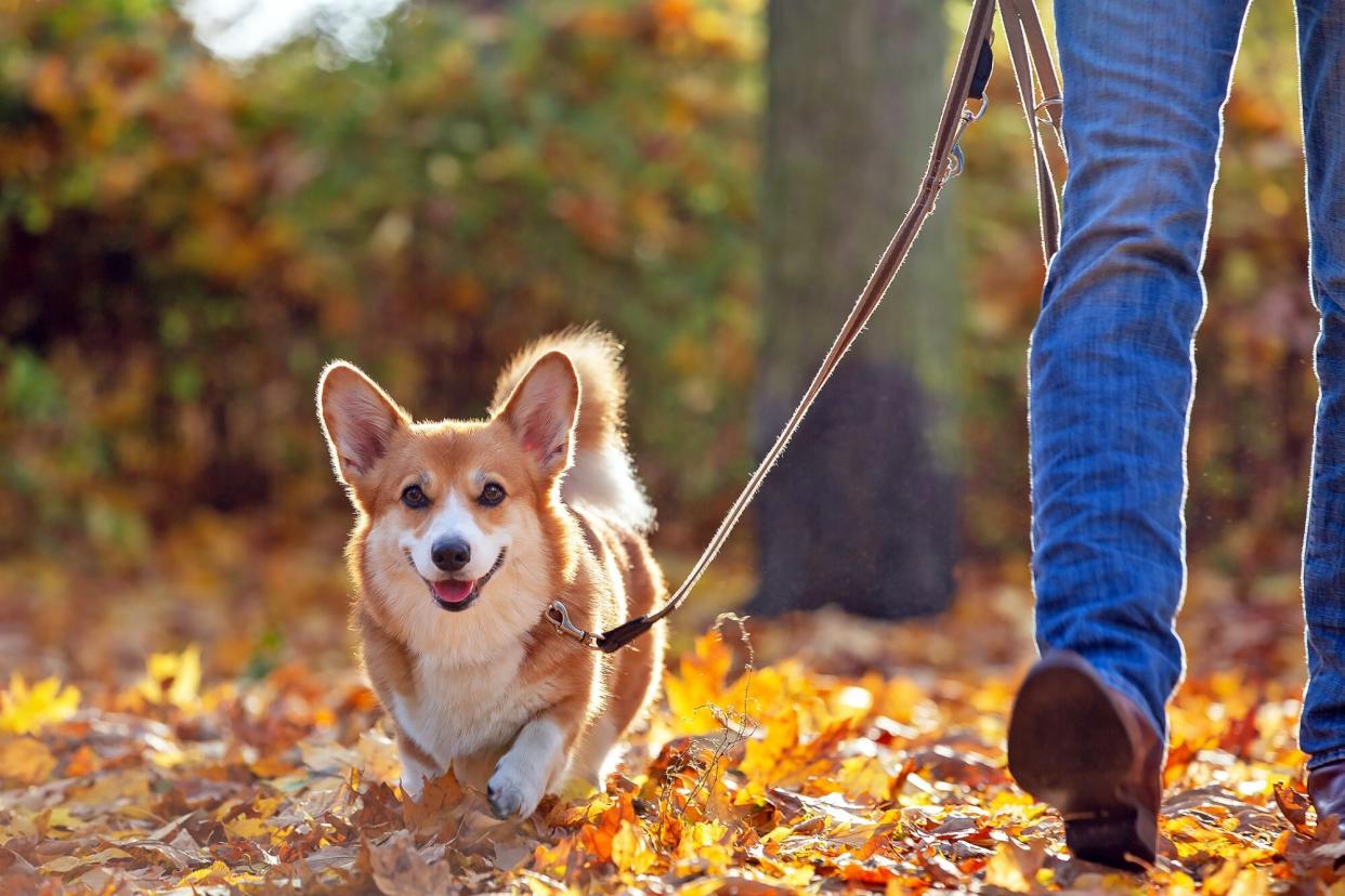 woman walking dog through fall foliage; fall activities for dogs