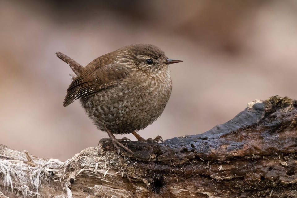 This image provided by Macaulay Library/Cornell Lab of Ornithology shows a winter wren. The winter wren, a loud singer in the eastern forests of North America, is among species likely to be spotted by participants in the Great Backyard Bird Watch, running Feb. 17-20. The global count by volunteers helps scientists studying the decline of bird populations worldwide. (James Davis/Macaulay Library/Cornell Lab of Ornithology via AP)
