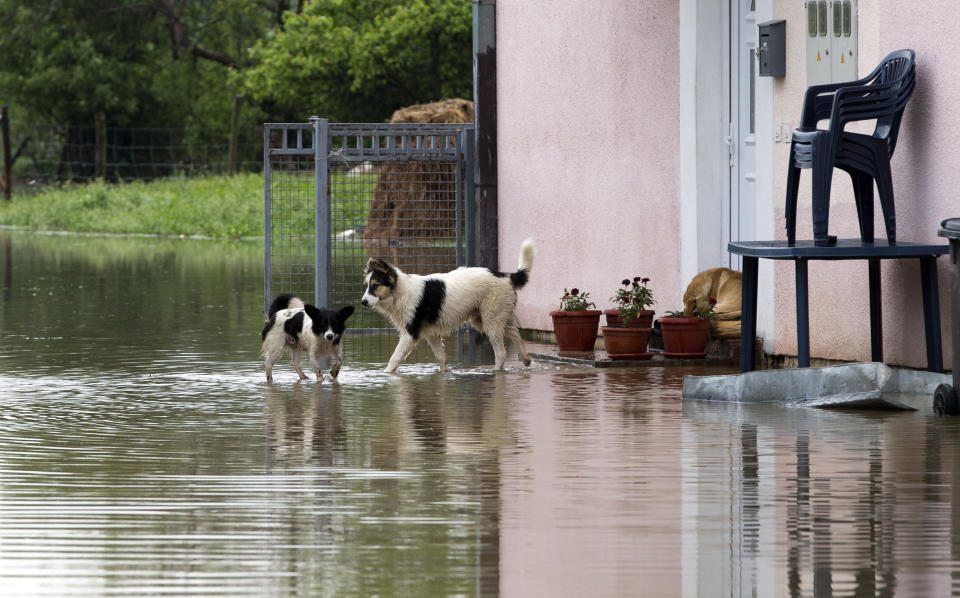Dogs walk trough a flooded backyard in Sanski Most, Bosnia-Herzegovina, Tuesday, May 14, 2019. Homes and roads have been flooded in parts of Bosnia after rivers broke their banks following heavy rains, triggering concerns Tuesday of a repeat of floods five years ago when dozens died. (AP Photo/Darko Bandic)