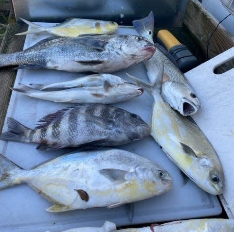 The surf provided Marco Pompano with a nice mixed bag of fish this past week.
