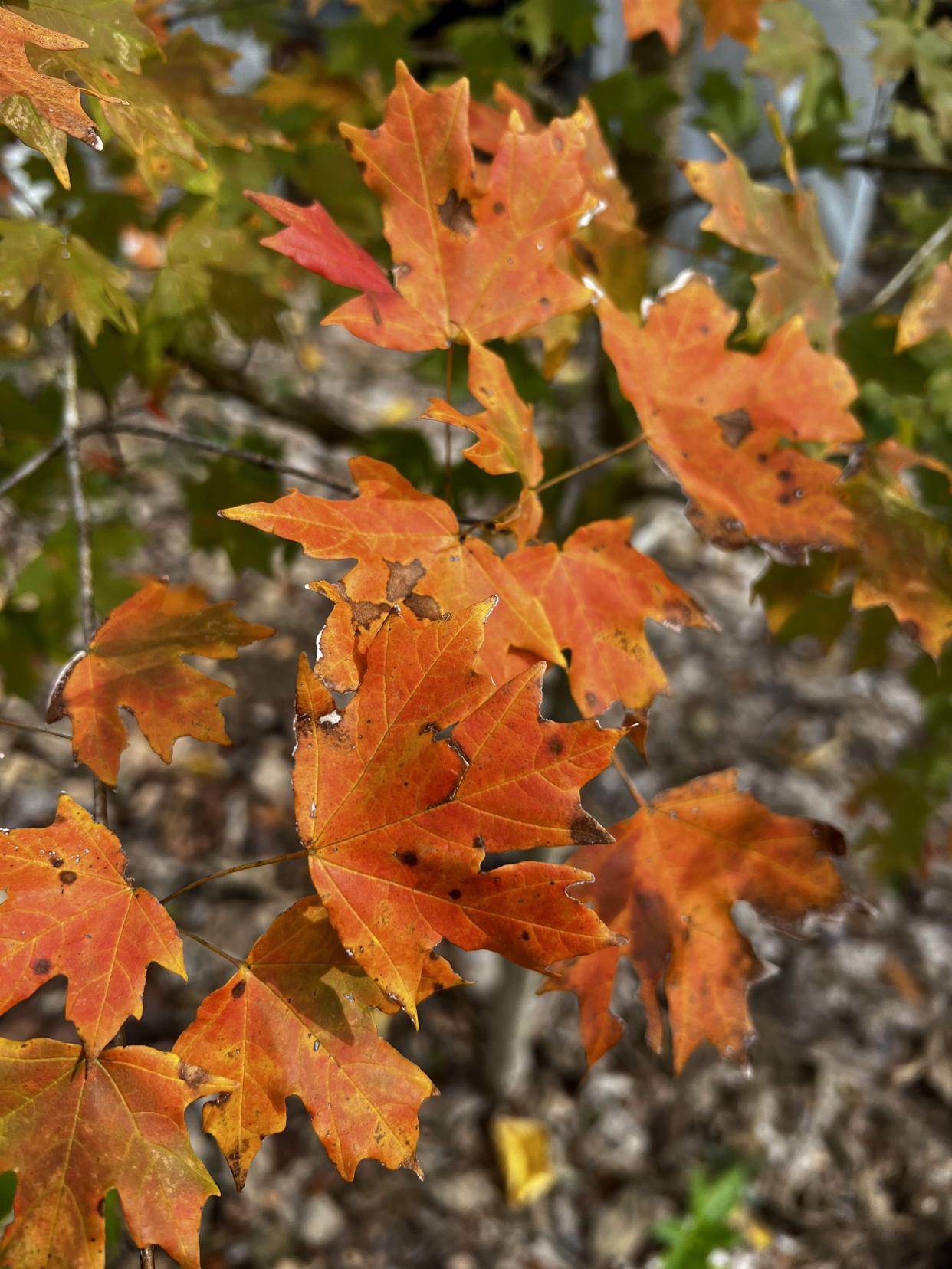 Endemic to the Panhandle, the Florida sugar maple distinguishes itself with peachy yellow to orange-red foliage, offering a local touch to the fall landscape, while its drought tolerance and suitability as a shade tree set it apart from the red maple.