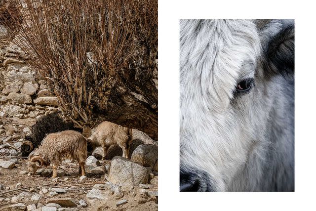 yes-it-s-possible-to-see-rare-snow-leopards-in-india-s-himalayan