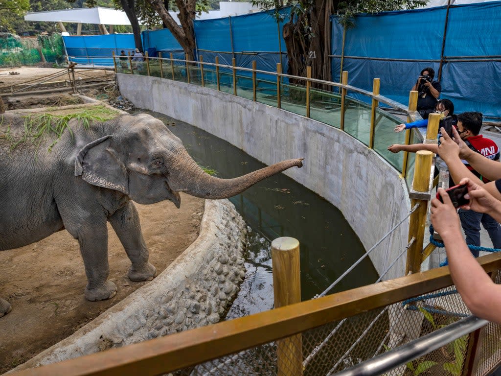 Visitors take pictures of an elephant in captivity at a zoo in Manila (Getty Images)