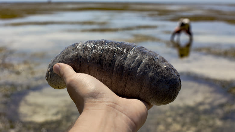 Person holding sea cucumber