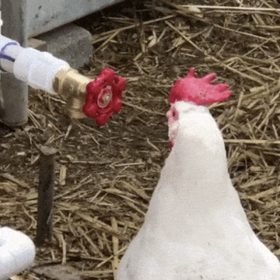 A white chicken attempts to turn a water valve with its beak on a farm setting