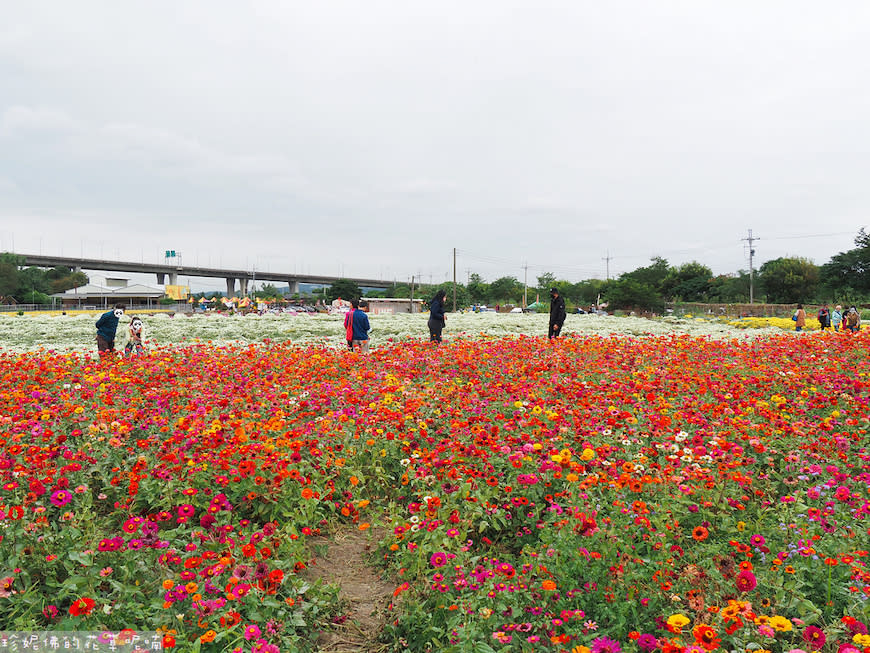 2023銅鑼杭菊芋頭節