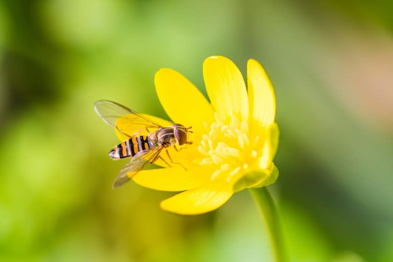 Una mosca Episyrphus balteatus, posada en una flor, en una imagen de octubre de 2017 (Handout)