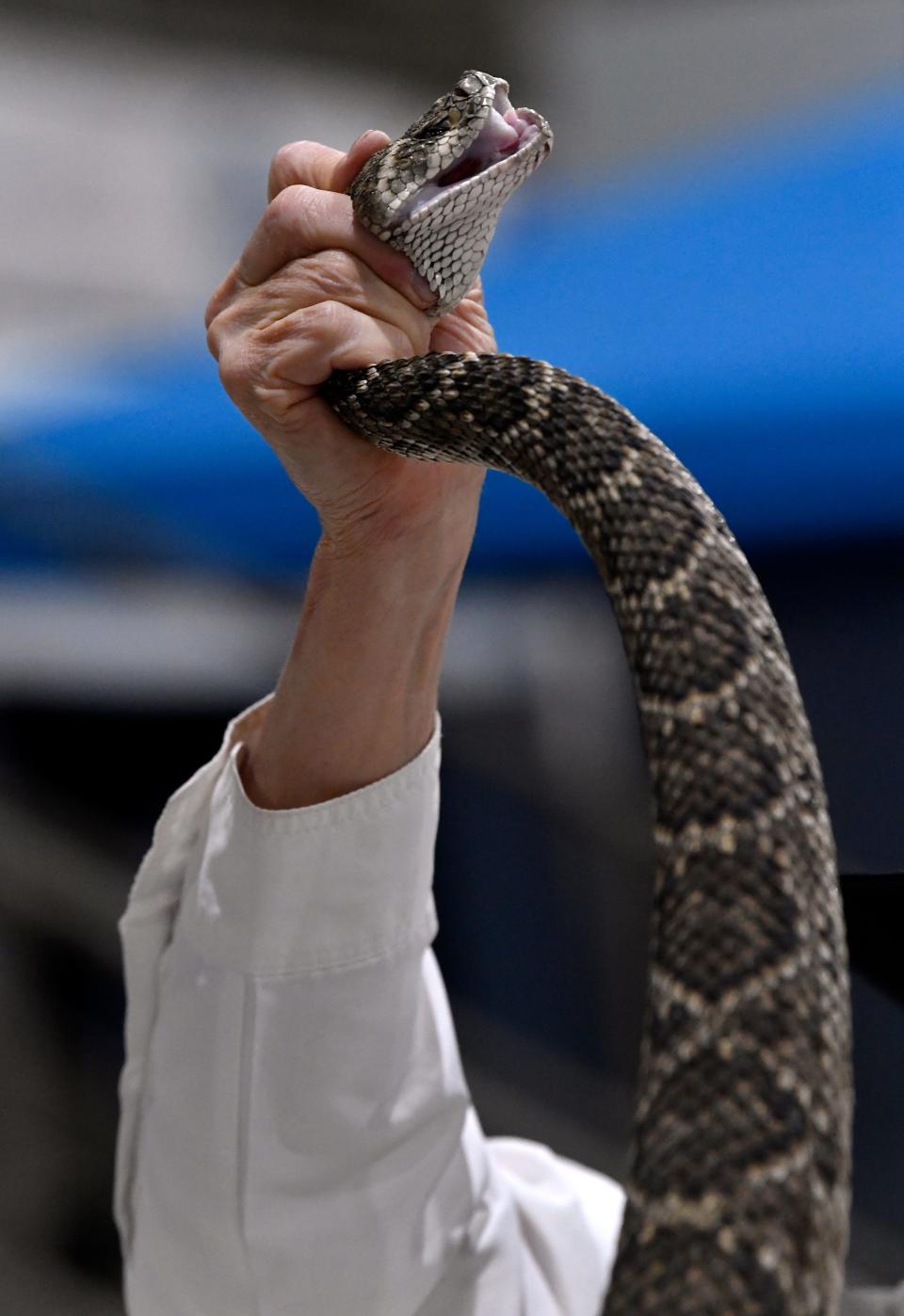 Larry Martin holds a western diamondback rattlesnake up in one hand as he holds the tail out in the other for visitors to touch Friday March 13, 2020. The 62nd World's Largest Rattlesnake Roundup runs through Sunday in Sweetwater.