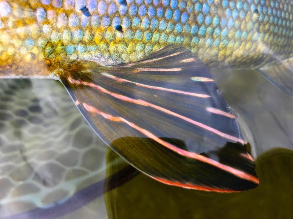 grayling fishing reopens michigan 2