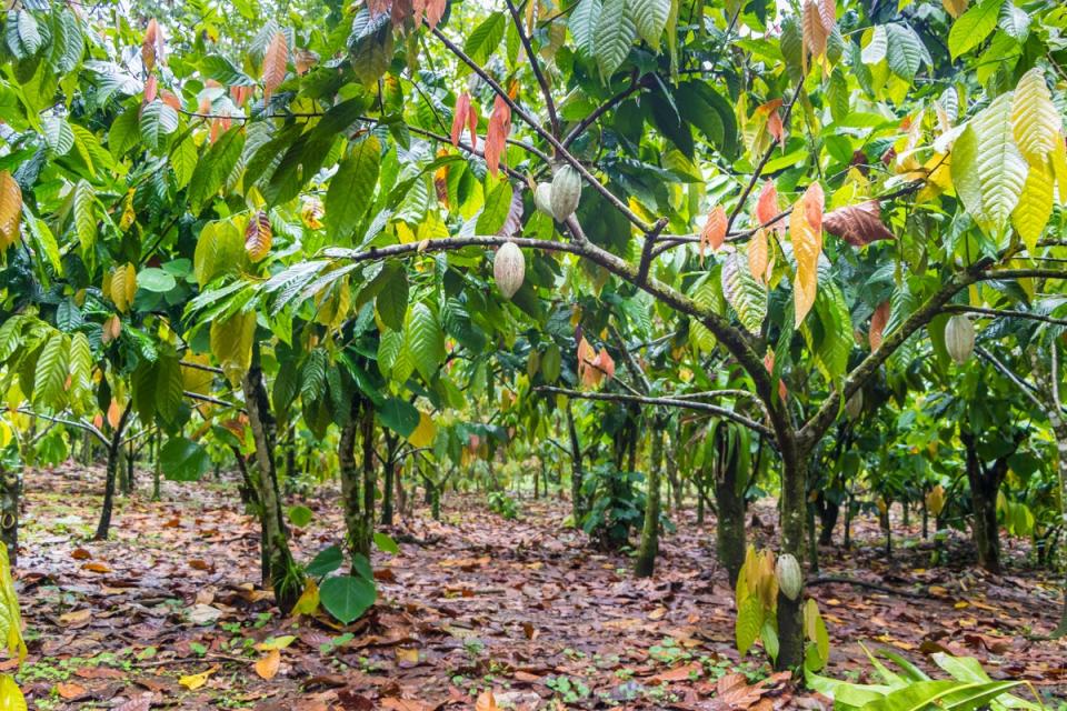 Around 60 per cent of the world’s cocoa comes from west Africa (Getty Images/iStockphoto)