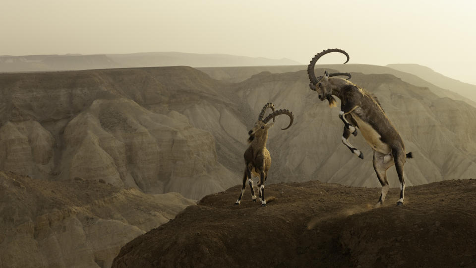 Nubian ibex