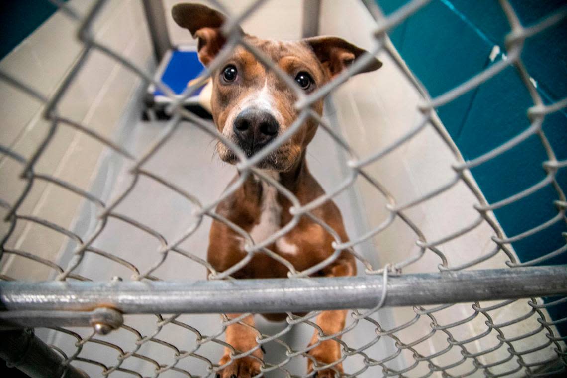“Muchacho” is one of 43 pitfalls available for adoption at the Wake County Animal Shelter in Raleigh Tuesday, Oct. 4, 2022. To honor National Pit Bull Awareness Month, the shelter has discounted the adoption fee for the dogs from $95 to $25.