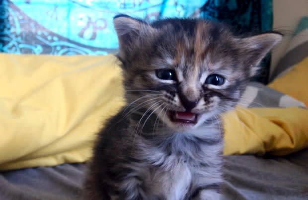 Purrmanently Sad Cat' May Be the Saddest Kitten on the Internet