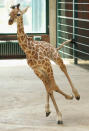 BERLIN, GERMANY - JUNE 29: Jule, a baby Rothschild giraffe, runs in her enclosure at Tierpark Berlin zoo on June 29, 2012 in Berlin, Germany. Jule was born at the zoo on June 10. (Photo by Sean Gallup/Getty Images)