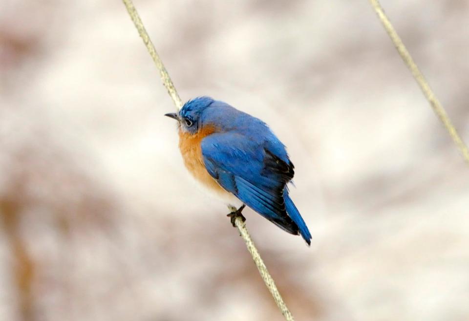 Eastern bluebirds, which are native to North Carolina, have a rusty-colored throat and chest, unlike the all-blue mountain bluebird.