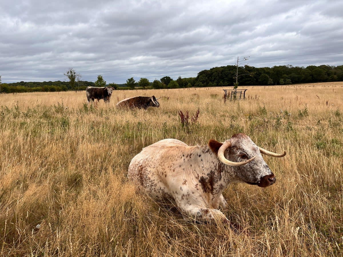 Long horn cattle at Ewhurst Park (Emily Beament/PA)