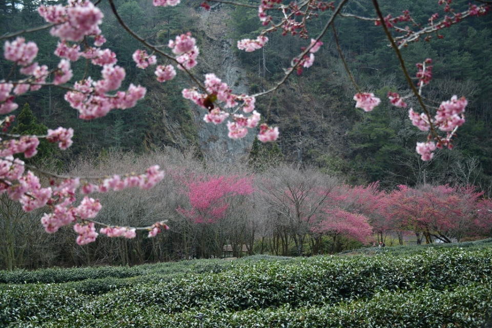 武陵農場為台灣著名的避暑勝地（Photo Credit: ntkuo_5@Flickr, License: CC BY-SA 2.0，圖片來源：https://www.flickr.com/photos/97473472@N08/16309915869）