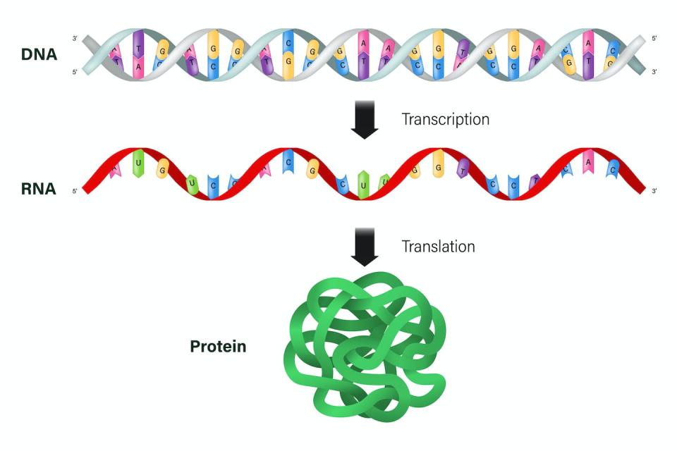 mRNA is the intermediary between DNA and protein. <a href="https://www.gettyimages.com/detail/illustration/transcription-and-translation-dna-mrna-and-royalty-free-illustration/1474947465" rel="nofollow noopener" target="_blank" data-ylk="slk:Rujirat Boonyong/iStock via Getty Images;elm:context_link;itc:0;sec:content-canvas" class="link ">Rujirat Boonyong/iStock via Getty Images</a>