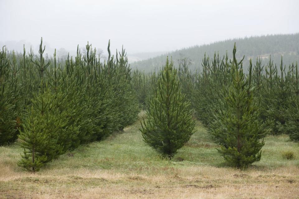 Rhode Island: Henry’s Christmas Tree Farm