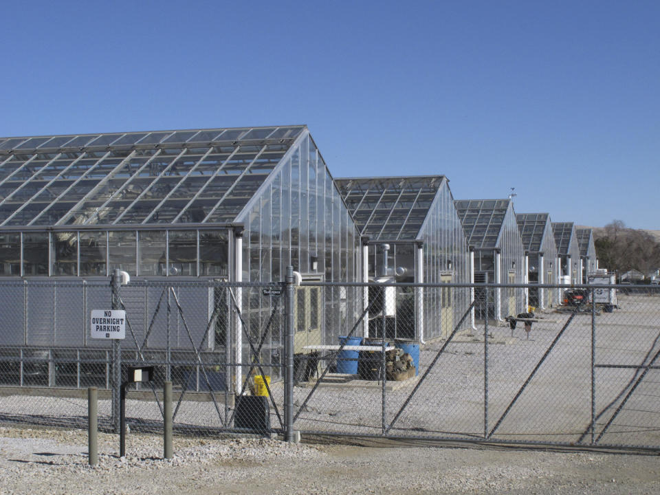 A series of greenhouses are pictured at the University of Nevada, Reno, where a rare desert wildflower is growing in this photo taken on Feb. 10, 2020 in Reno, Nevada. An Australian mining company that wants to mine lithium in the high desert 200 miles southeast of Reno, the only place the rare Tiehm's buckwheat is known to exist in the world. UNR researchers are studying whether they transplant the plant or seeds germinating in the greenhouse to the desert to bolster the native population. (AP Photo/Scott Sonner)