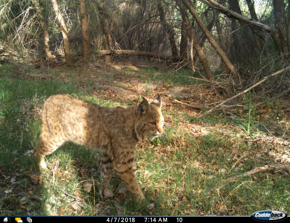 A bobcat captured on a motion-sensor camera installed by Sky Island Alliance at the San Pedro river near the international border in Cochise County.