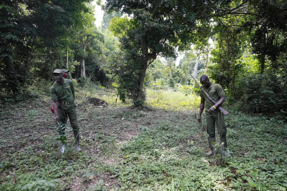 Sunday Abiodun, right, a former poacher turned forest ranger, shows trees recently planted at a site once used for cocoa cultivation, in the Omo Forest Reserve in Nigeria on Monday, July. 31, 2023. Omo Forest Reserve, a tropical rainforest in Nigeria's southwest, faces threats from excessive logging, uncontrolled farming, and poaching. (AP Photo/Sunday Alamba)