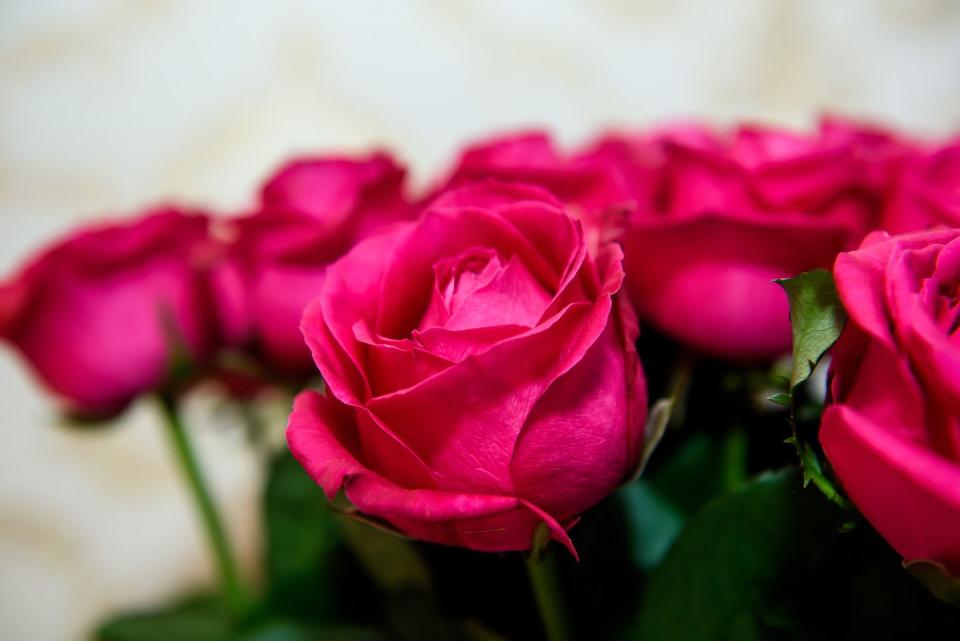 <p>When it comes to roses, not all pinks are created equal! Hot pink roses can symbolize gratitude and can also be a flirtatious choice for a boyfriend or girlfriend. </p><p><a class="link " href="https://www.amazon.com/Greenchoice-Flowers-delivery-Birthday-Artificial/dp/B07PJ4S17J/ref=sr_1_1_sspa?tag=syn-yahoo-20&ascsubtag=%5Bartid%7C10050.g.42694899%5Bsrc%7Cyahoo-us" rel="nofollow noopener" target="_blank" data-ylk="slk:Shop Now;elm:context_link;itc:0;sec:content-canvas">Shop Now</a></p>