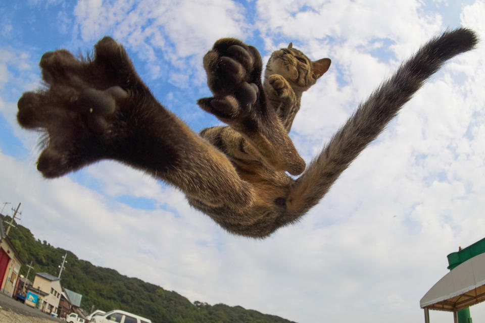 Mortal tomcats! Photographer snaps flying felines in kung fu poses