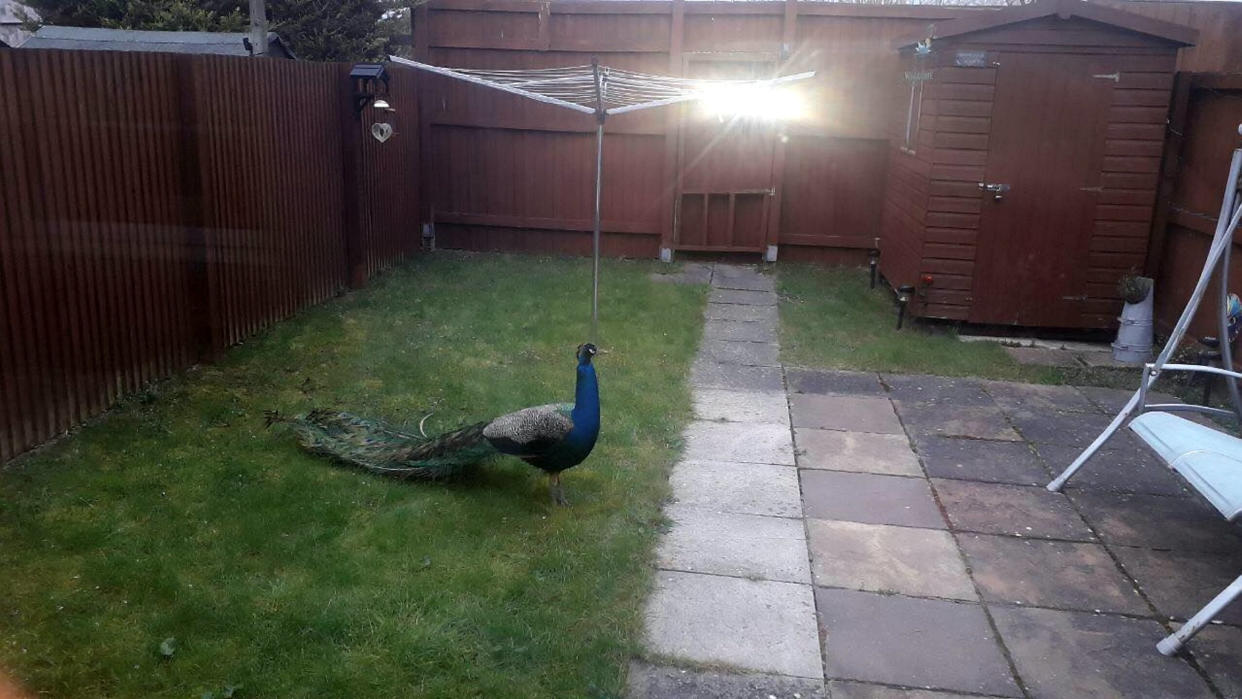 A peacock, dubbed Percy by locals, is ‘terrorising’ residents in a Devon village. (SWNS)
