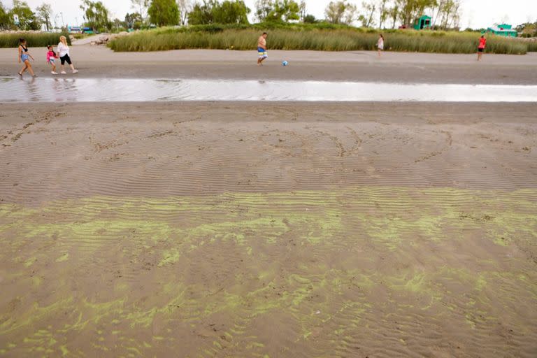 Las aguas de Punta Lara, contaminadas con cianobacterias que provocan un característico color verde